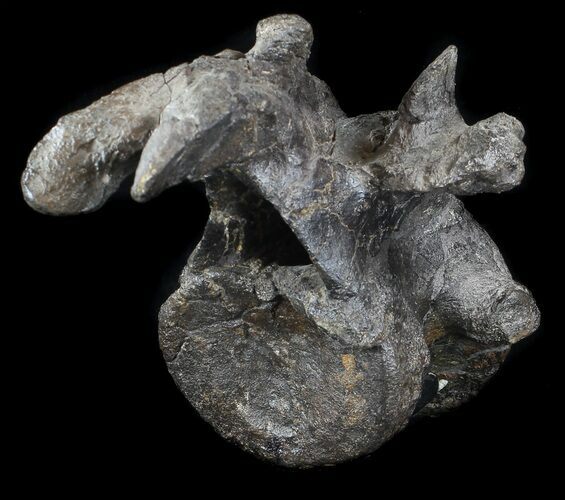 Stegosaurus Cervical Vertebra On Stand - Colorado #36083